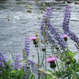 RiverSpey Wildflowers Summer2018