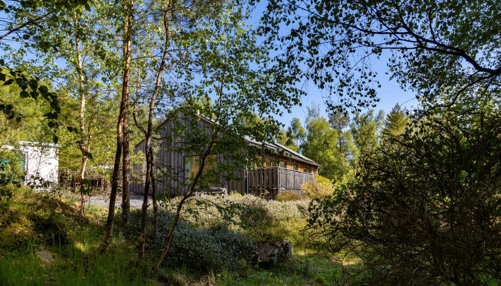 Woodland view of the Cairngorms self-catering Glencoldon Cottage surrounded by trees and dappled sunlight