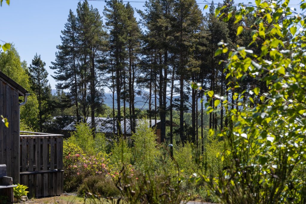 View through trees and wild garden from Glencoldon Cottage deck